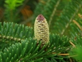 800px-Abies_fraseri_cone