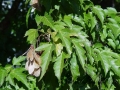 Acer ginnala (1)