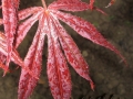 Acer Palmatum Atrop (4)
