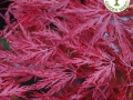 Acer palmatum (1)