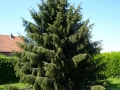Picea_breweriana01_resize