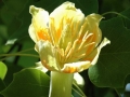 lirionderon tulipifera (6)