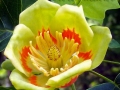 lirionderon tulipifera (7)