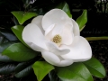 beautiful-magnolia-flower-hd-wallpapers mix