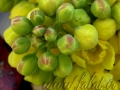 Mahonia Aquifolium (1)