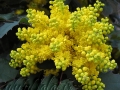 Mahonia Aquifolium (2)