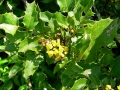 Mahonia Aquifolium (3)
