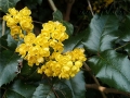 Mahonia Aquifolium (5)