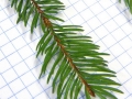 picea abies 090109-144757_resize