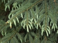 Picea Engelmannii (5)