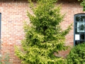 Picea orientalis 'Skylands' mix