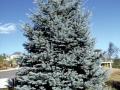 Picea Pungens blue (6)