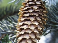 Picea_pungens2_resize