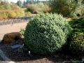 Picea Sithchensis (1)