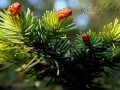 Picea Sithchensis (5)