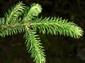 Picea Sithchensis (6)