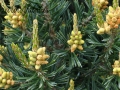Picea Sithchensis (7)
