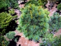 Pinus cembra 'Granitzen' DSCN7723 mix