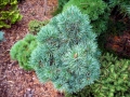Pinus cembra 'Kaunertal' DSCN1435 mix
