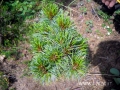 Pinus cembra 'Parapola' DSCN9520 mix
