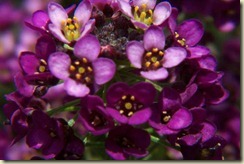 Alyssum-purple