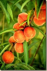 Flameprince_peaches_1