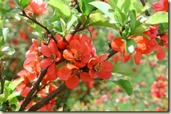 Japanese-Dwarf-Flowering-Quince