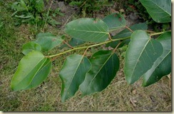 Populus-trichocarpa