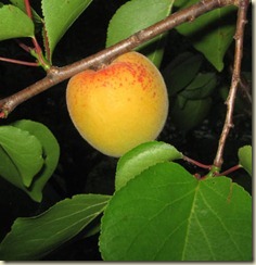 apricot-tree-alfred