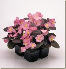 begonia-semperflorens-nightlife-rose-c3470-1