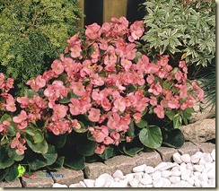 begonia-semperflorens-sprint-deep-pink-c1210-1 large edited