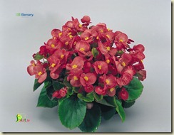 begonia-semperflorens-super-olympia-rose-c2460-1 large edited