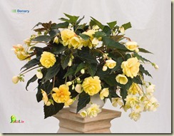 begonia-tuberhybrida-illumination-peaches-039n-cream-c9120-1 large edited