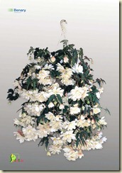 begonia-tuberhybrida-illumination-white-c9350-1 large edited