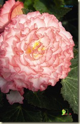 begonia-tuberhybrida-nonstop-rose-petticoat-improved-c7420-1large edited