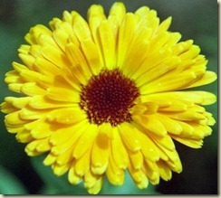 calendula_yellow-20100225-221548