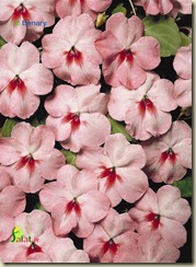 impatiens-walleriana-tempo-cherry-butterfly-n6571-1large edited