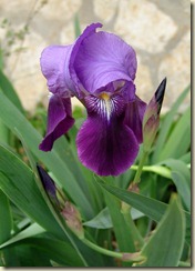 iris-germanica