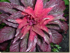 med-amaranthus-tricolor-early-splendor-visoflora-8179mix