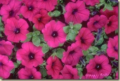 petunia2 mix