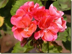 regal-martha-washington-lady-washington-geranium-pelargonium-1